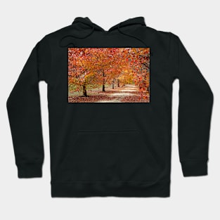 Autumn Pathway Hoodie